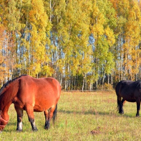 J&oacute;zef&oacute;w