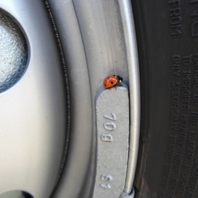 Pasażer na gapę...