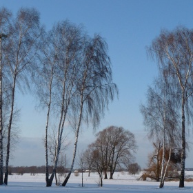 Ciemień (brzozyLili)