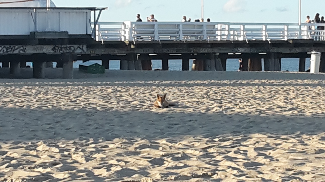 Lis na plaży