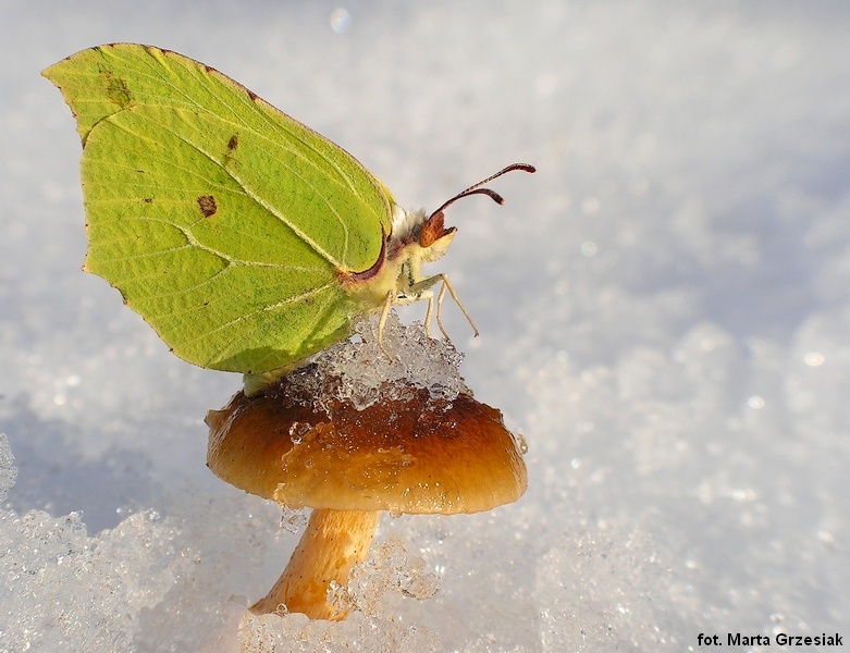 Zimowy cytrynek 